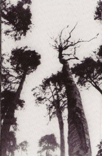 Ancestors Blood: When The Forest Calls (MC)